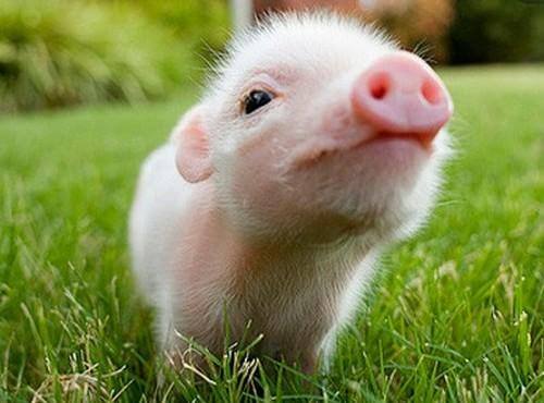 預(yù)防非洲豬瘟病毒進(jìn)入養(yǎng)豬場(chǎng)？5步絕招！