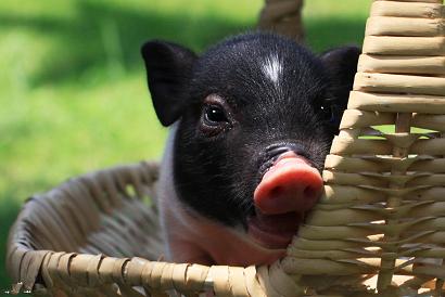 豬的活動(dòng)與睡眠規(guī)律，夏季豬有哪些晝夜行為